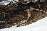 źbik europejski, Felis silvestris silvestris, Bieszczady