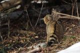 źbik europejski, Felis silvestris silvestris, Bieszczady