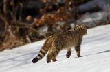 źbik europejski, Felis silvestris silvestris, Bieszczady