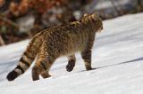 źbik europejski, Felis silvestris silvestris, Bieszczady