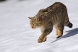 źbik europejski, Felis silvestris silvestris, Bieszczady