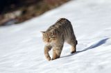 źbik europejski, Felis silvestris silvestris, Bieszczady