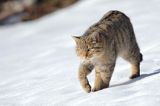 źbik europejski, Felis silvestris silvestris, Bieszczady