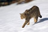 źbik europejski, Felis silvestris silvestris, Bieszczady