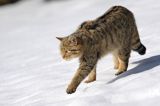 źbik europejski, Felis silvestris silvestris, Bieszczady