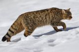 źbik europejski, Felis silvestris silvestris, Bieszczady