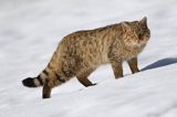 źbik europejski, Felis silvestris silvestris, Bieszczady