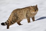 źbik europejski, Felis silvestris silvestris, Bieszczady