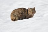 źbik europejski, Felis silvestris silvestris, Bieszczady