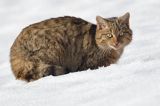 źbik europejski, Felis silvestris silvestris, Bieszczady