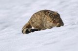 źbik europejski, Felis silvestris silvestris, Bieszczady