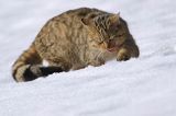 źbik europejski, Felis silvestris silvestris, Bieszczady