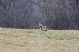 żbik europejski, Felis silvestris silvestris, Bieszczady