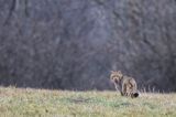 żbik europejski, Felis silvestris silvestris, Bieszczady