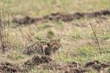 żbik europejski, Felis silvestris silvestris, Bieszczady