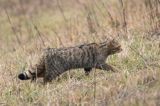 żbik europejski, Felis silvestris silvestris, Bieszczady