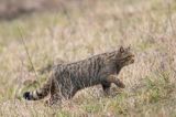 żbik europejski, Felis silvestris silvestris, Bieszczady