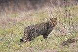 żbik europejski, Felis silvestris silvestris, Bieszczady