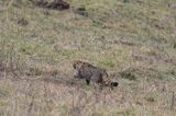 żbik europejski, Felis silvestris silvestris, Bieszczady