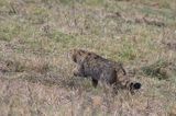 żbik europejski, Felis silvestris silvestris, Bieszczady