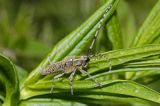 Zgrzytnica zielonkawowłosa, Agapanthia villosoviridenscens