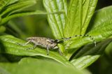 Zgrzytnica zielonkawowłosa, Agapanthia villosoviridenscens