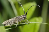 Zgrzytnica zielonkawowłosa, Agapanthia villosoviridenscens