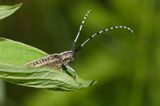 Zgrzytnica zielonkawowłosa, Agapanthia villosoviridenscens