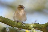 zięba, Fringilla coelebs, samica