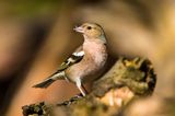 zięba, Fringilla coelebs, samica