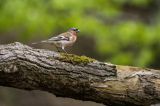 zięba, Fringilla coelebs, samiec