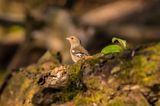 zięba, Fringilla coelebs, samica