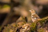 zięba, Fringilla coelebs, samica