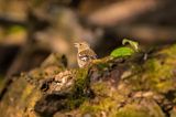 zięba, Fringilla coelebs, samica