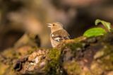 zięba, Fringilla coelebs, samica