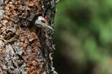 dzięcioł zielonosiwy Picus canus