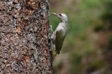 dzięcioł zielonosiwy Picus canus