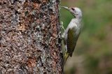 dzięcioł zielonosiwy Picus canus