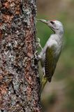 dzięcioł zielonosiwy Picus canus