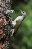 dzięcioł zielonosiwy Picus canus