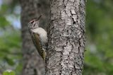 dzięcioł zielonosiwy Picus canus