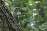 dzięcioł zielonosiwy Picus canus