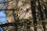 dzięcioł zielonosiwy Picus canus