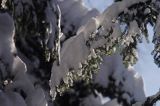 zimowe jodłowe gałęzie