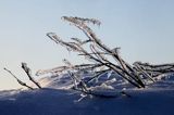 na Połoninie Wetlińskiej, Bieszczady, oblodzone gałęzie