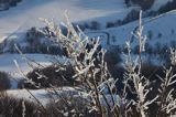 na Połoninie Wetlińskiej, Bieszczady, lodowe gałęzie