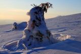 na Połoninie Wetlińskiej, Bieszczady