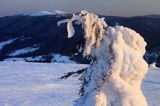 na Połoninie Wetlińskiej, Bieszczady, w tle Rawki