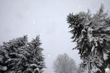 Drzewa. Pada śnieg