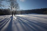Zima, cienie, cień drzewa, pod słońce